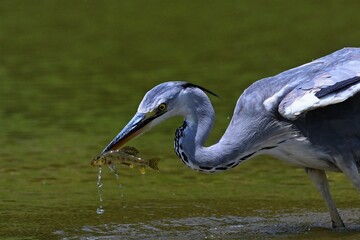 great blue heron ardea cinerea