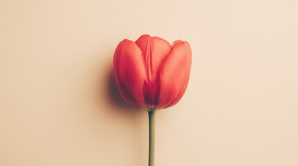 A single red tulip in top view, vibrant against a neutral backdrop, symbolizing simplicity and beauty.