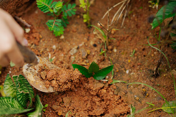 Farmer's hands planting seedlings in natural soil