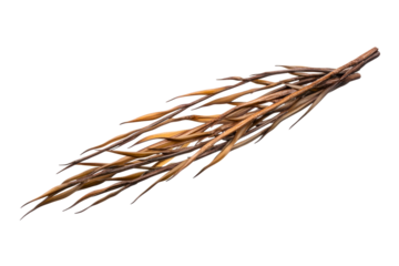 Dried seed pods on isolated white background