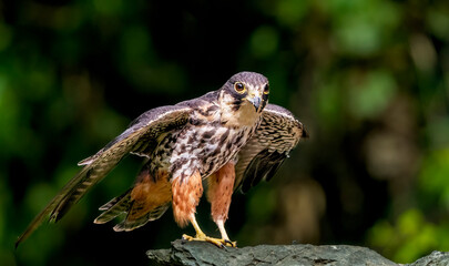 red tailed hawk buteo