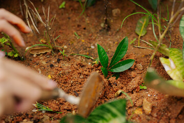 Farmer's hands planting seedlings in natural soil