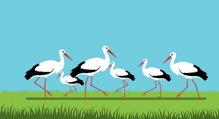 Obraz premium Group of storks walking in a lush green field under a clear blue sky nature scene illustration. Vector illustration
