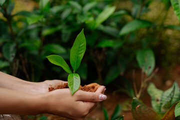  Farmer's hands planting seedlings in natural soil