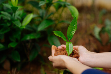 Farmer's hands planting seedlings in natural soil