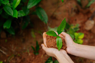 Farmer's hands planting seedlings in natural soil
