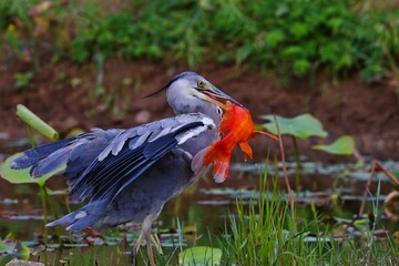 red and yellow billed hornbill
