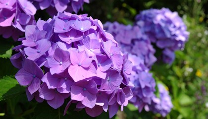 Close-up view of vibrant purple hydrangea blossoms.