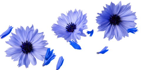 Three Blue Cornflowers and Petals Floating Isolated