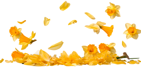 Yellow daffodils and falling petals on a white background