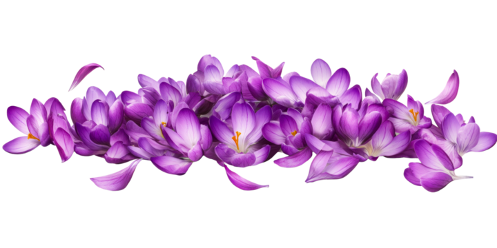 Pile of purple crocuses with detached petals on transparent background