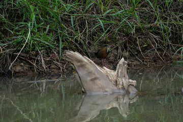 Wildlife along the Rio Frio in Central America's Costa Rica