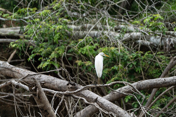 Wildlife along the Rio Frio in Central America's Costa Rica