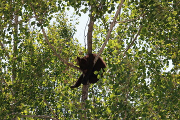 black bear cub