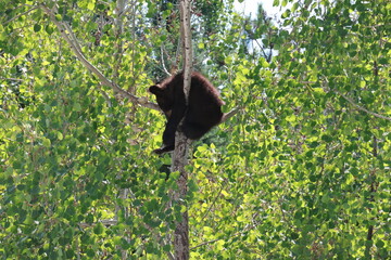 black bear cub