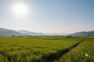 Sanjiang farmland in the summer