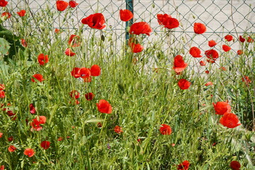 Obraz premium Łąka maków