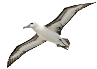 Albatross Bird Soaring in Flight on Transparent Background