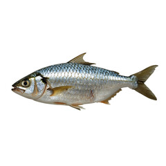 Fototapeta premium Striking Silver Fish Displayed Against a Clean Black Background, A Study in Aquatic Beauty and Underwater Life
