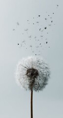 A dandelion seed head, light and airy, dispersing seeds against a pale background