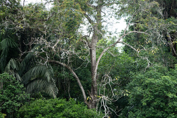 Rain Forest Shrubbery and trees along the Rio Frio in Central America's Costa Rica.