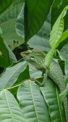 A chameleon that camouflages itself by changing color to green, disguising itself by sticking to the leaves of a tree branch, portrait type photo
