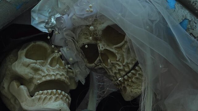 Skeletons dressed as bride and groom. Skeleton bridegroom and bride couple posing close up during preparation day for Halloween. Scary skeleton models decor props.