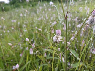 wild flowers in the meadow.