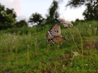 butterfly on a flower. two butterfly.