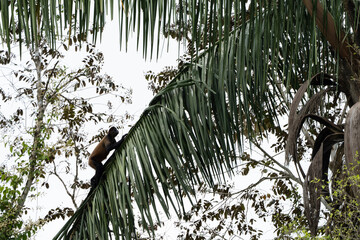 Primate monkey tree climbing in Central America's Costa Rica along the Rio Frio