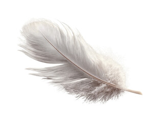Soft, light gray feather against black background.  Close-up, detailed view of feather vane and barbules