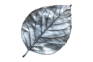 silver leaf isolated on a transparent background