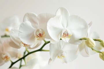 Obraz premium White orchid flower macro shot, isolated white background, spa wellness zen theme.