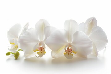 White orchid flower macro shot, isolated white background, spa wellness zen theme.