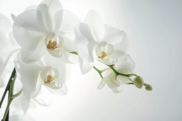 Obraz premium White orchid flower macro shot, isolated white background, spa wellness zen theme.