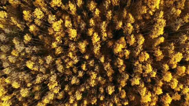 Aerial view of golden aspen trees in autumn forest in colorado, united states