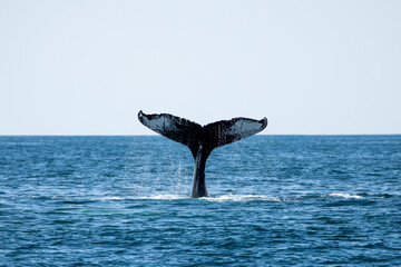 Fototapeta premium Whale Watch
