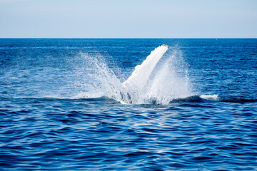 Fototapeta premium Whale Watch