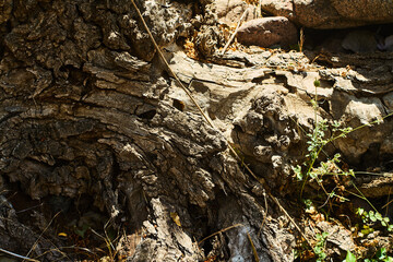 Close-up of textured tree bark with deep cracks and knots, photographed in Boshkyzylsay, Uzbekistan, July 2025.