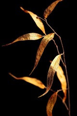 Dried leaves against black background