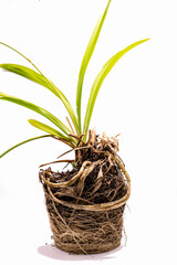 A green Chlorophytum comosum plant with bright leaves and intricate roots stretches upwards, showcasing the beauty and growth of nature. Studio photo