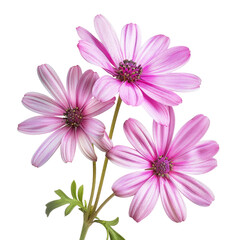 Fototapeta premium Pink flowers, close-up, studio shot, floral design, greeting card