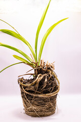 Vibrant orchid plant showcasing its intricate roots and lush green leaves against a light background