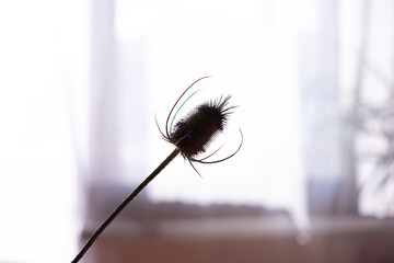 Intricate silhouette of a unique plant with fine textures against soft sunlight in a tranquil indoor setting