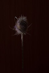 Dried Wild Teasel (Dipsacus fullonum) Close-Up on Dark Background – Minimalist Botanical Photography