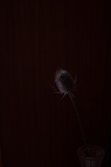 Dried Wild Teasel (Dipsacus fullonum) stands tall against a dark background, embodying the essence of solitary beauty in a natural setting.