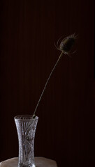The delicate beauty captured as a solitary flower of Dried Wild Teasel (Dipsacus fullonum) stands gracefully in a crystal vase against a dark background, showcasing the elegance of nature.