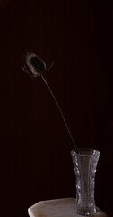 Single Dried Teasel Flower (Dipsacus fullonum) in Vintage Glass Vase – Minimalist Still Life Photography