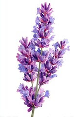 Obraz premium Close-up lavender sprig against white