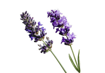 Naklejka premium Close-up of two vibrant purple lavender sprigs against a black background